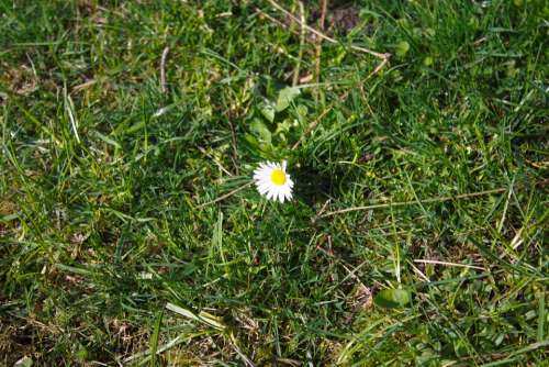 Daisy Flower Plant Nature Meadow Spring White
