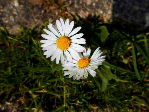 Daisy Yellow Green White Spring Plant Flowers