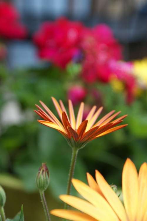 Daisy Orange Colorful Blossom Bloom African Daisy