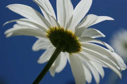 Daisy White Flower Sky Nature Floral Bloom