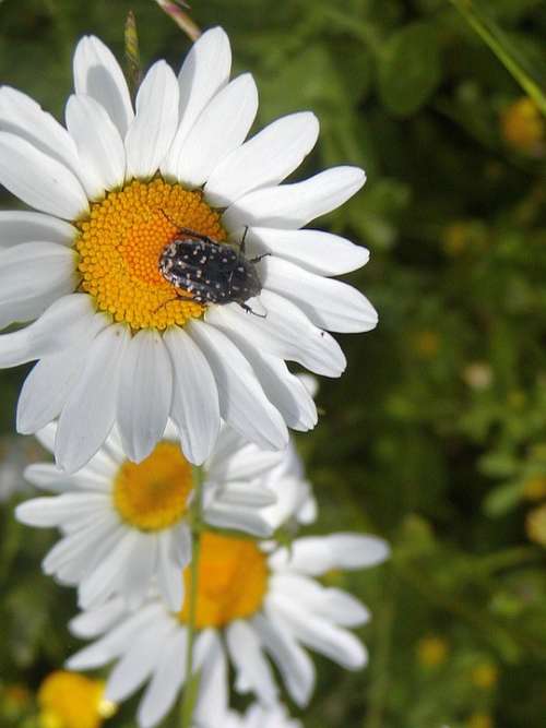 Daisy Detail Spring Tickets Beauty Beetle