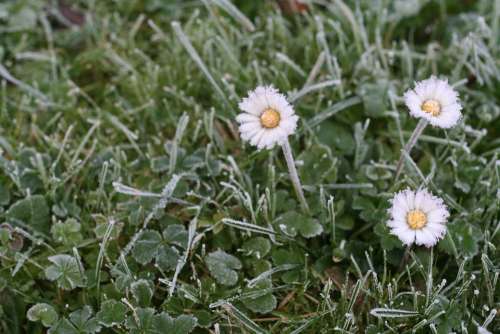 Daisy Ice Meadow Blades Of Grass Winter Hoarfrost
