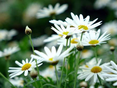 Daisy Flower Spring White Plants Green Garden