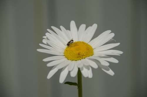 Daisy Flower White Flowers Chamomile Closeup