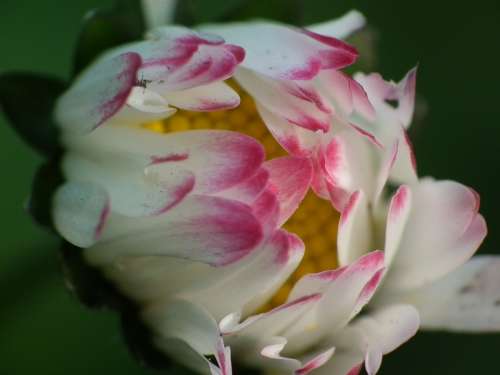 Daisy Blossom Bloom Pink Lawn Flower