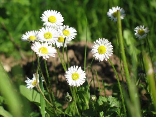 Daisy Garden Meadow Pointed Flower Nature Spring