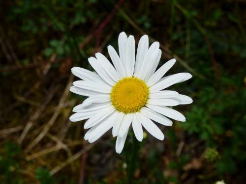 Daisy White Flower Nature