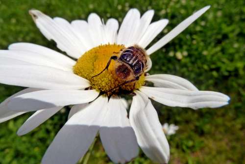 Daisy Wild Flower Bug Insect Animal Nature