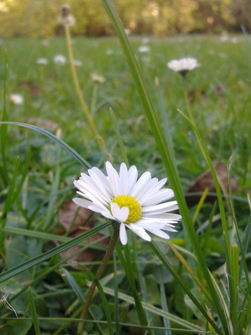 Daisy Flower Grass Meadow Close Up