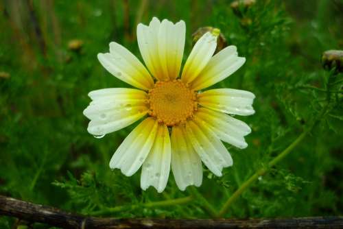 Daisy Field Rain Drops Yellow Atalaya Flower