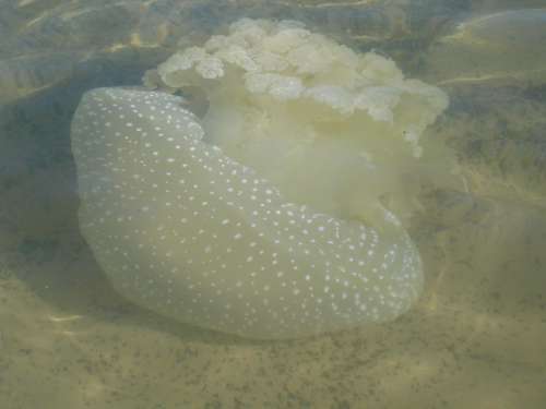 Dakhla Beach Jellyfish