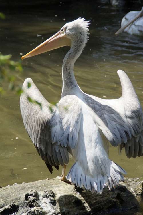 Dalmatian Pelican Pelikan Move Plumage Water Bird