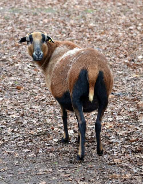 Cameroon Sheep Animal Pet Goats Similar Knuffig