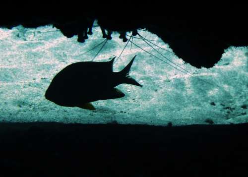 Damsel Fish Profile Cave Sea Life Scuba Diving