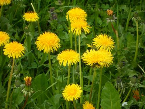 Dandelion Meadow Spring Flowers Yellow Close Up