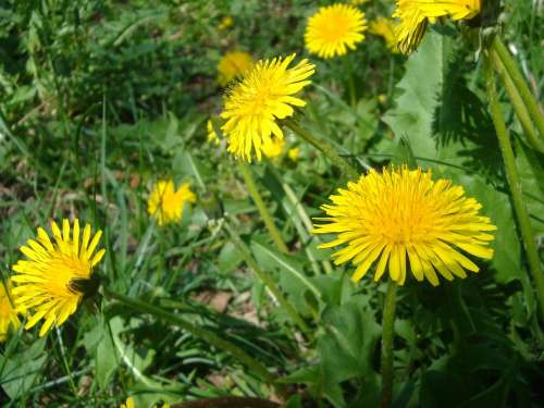 Dandelion Yellow Blossom Bloom Yellow Flowers