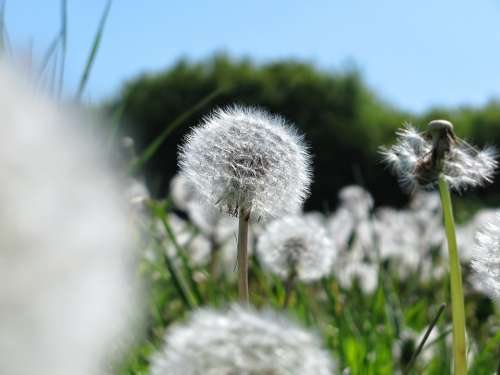 Dandelion Flowers Spring Meadow Colors Flora