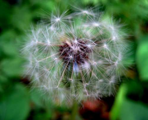 Dandelion Seed Head White Tufts Fluffy Delicate