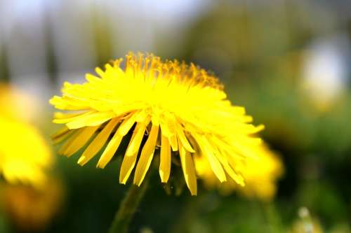 Dandelion Macro Blossom Bloom Flowers Plant