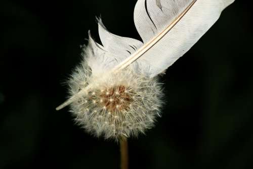 Dandelion Flower Nature Close Up Seeds Plant