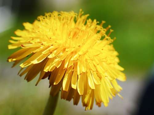 Dandelion Flora Garden Weed Nature Yellow Plant