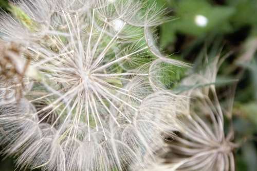 Dandelion Close Up Plant