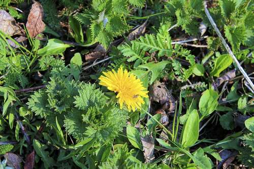 Dandelion Blossom Bloom Yellow Flower