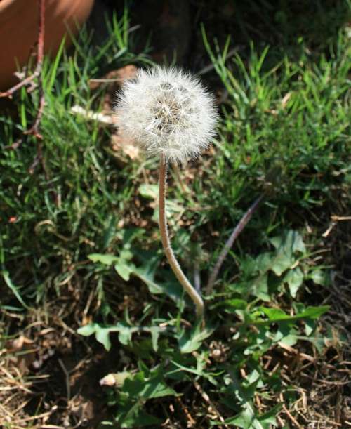 Dandelion Fluff Seed White Light Delicate Garden