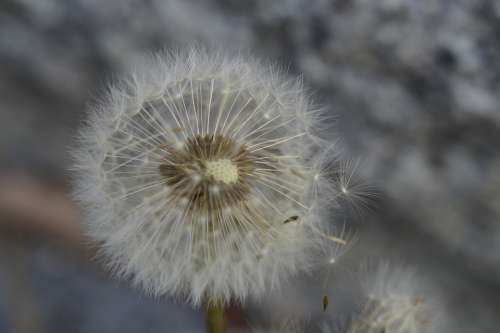 Dandelion Seeds Round Tender Close Up Faded Macro