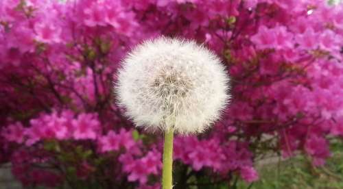 Dandelion Flowers Spring