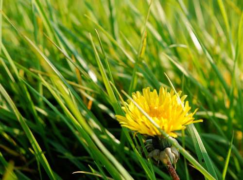 Dandelion Pasture Grass Green Spring
