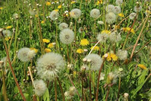 Dandelion Spring Meadow Garden Hay Fever Allergy