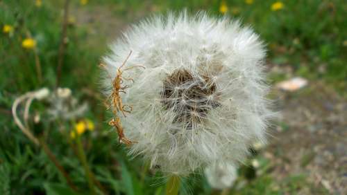 Dandelion Macro Seeds Wind The Delicacy
