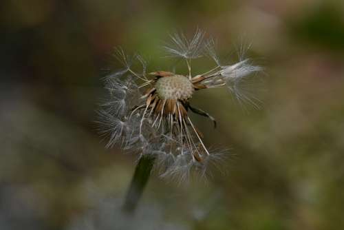 Dandelion Nature Flower Macro Fluff