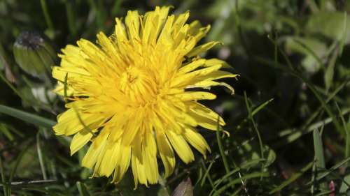 Dandelion Grass Yellow Color Summer Spring Nature