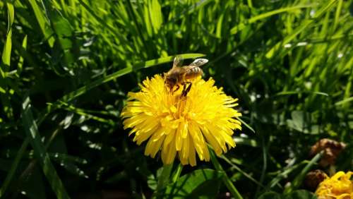 Dandelion Bee Wasp Yellow Garden Plant