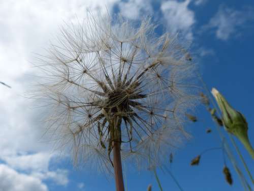 Dandelion Sky