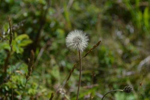 Dandelion Scoop Fluff Seeds Bloom Nature