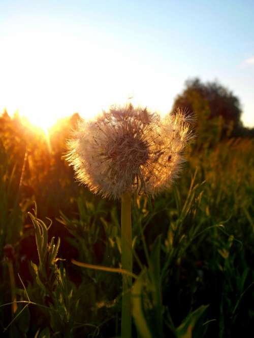 Dandelion Flower Sunset Summer Sun