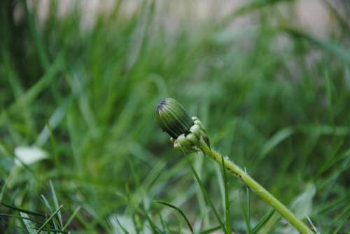 Dandelion Blossom Bloom Bud Plant Nature Flowers