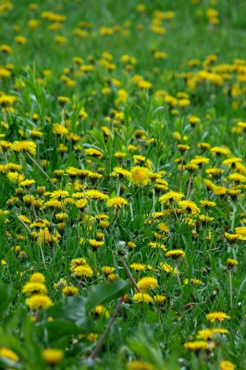 Dandelion Spring Yellow Green Meadow