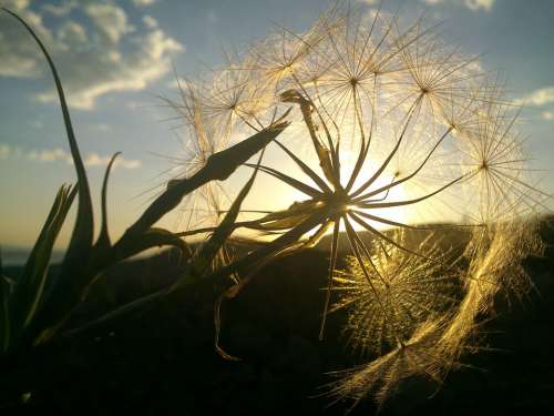 Dandelion Sunlight Solar Feather