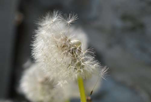 Dandelion Meadow Nature Close Up Seeds