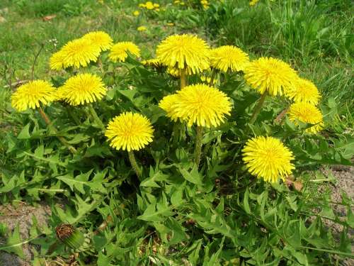 Dandelion Spring Plant Nature Flower May Greens