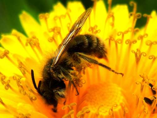 Dandelion Bee Flower Nature Spring Macro Garden