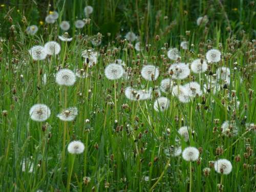 Dandelion Grass Nature Seedhead Plant Weed Fluffy