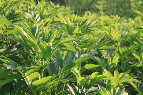 Danewort Ebulus Filed Green Sambucus Plants