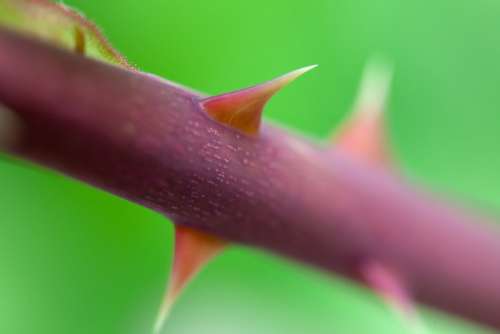 Dangerous Detail Flora Floral Garden Green Macro