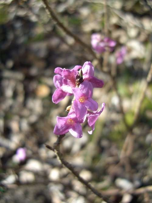 Daphne Flower Spring Toxic Branch Blossom Bloom