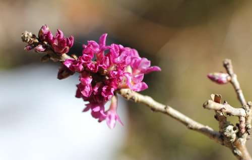 Daphne Flowering Twig Harbinger Of Spring